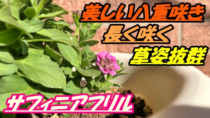 花 サフィニアフリルの育て方 植え付け Rainy Days