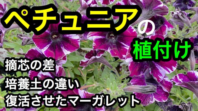 ペチュニア の植付け 摘芯する 培養土は Rainy Days ペチュニア の植付け 摘芯する 培養土は Rainy Days