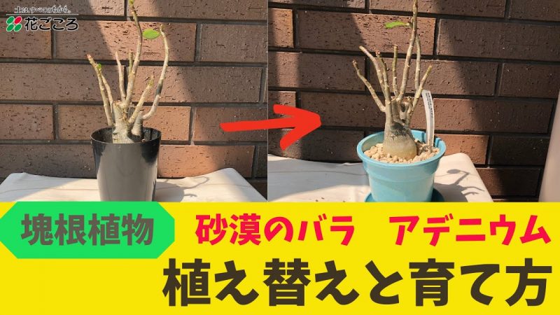 塊根植物 アデニウム植え替えと育て方 剪定 Rainy Days