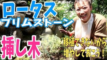 ロータスブリムストーン 挿し木で増やす 移植できないから 保険株を作っておくと安心 Rainy Days ロータスブリムストーン 挿し木で増やす 移植できないから 保険株を作っておくと安心 Rainy Days
