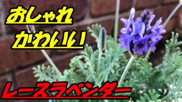 レースラベンダー Rainy Days レースラベンダー Rainy Days