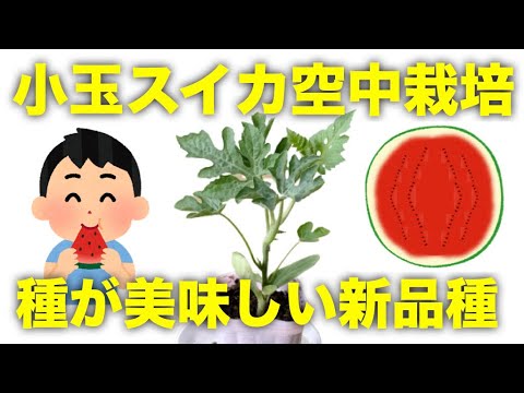 ベランダで支柱空中栽培 小玉スイカの育て方と種が美味しいピノガール プランター袋栽培 Rainy Days ベランダで支柱空中栽培 小玉スイカの育て方と種が美味しいピノガール プランター袋栽培 Rainy Days