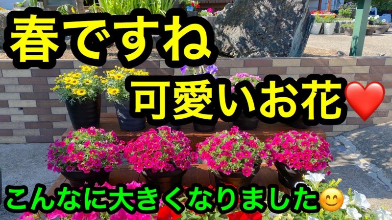 立派成長しました まだまだ行くよー 春のお花紹介します Rainy Days 立派成長しました まだまだ行くよー 春のお花紹介します Rainy Days