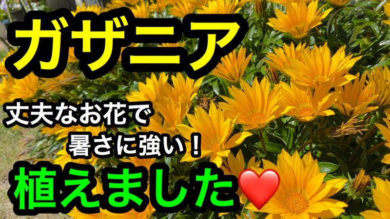 ガザニア 丈夫なお花で暑さに強い 花満開に育てるよ Rainy Days