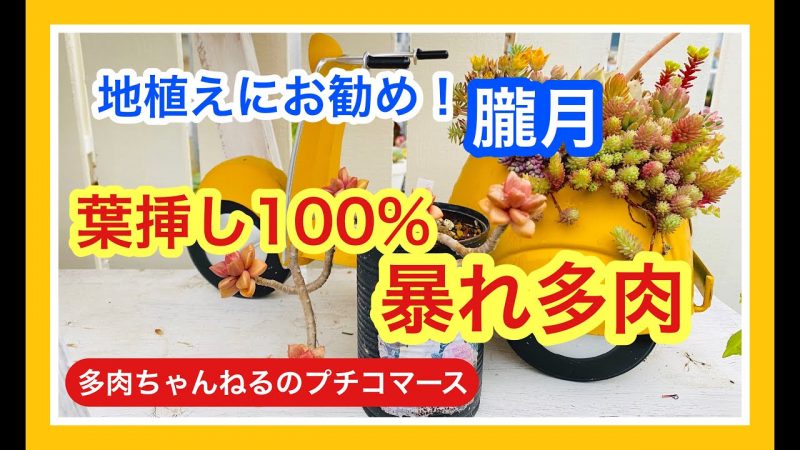 地植えにお勧めな朧月 1ヶ月前に植え替えた地植え朧月と葉挿しした朧月の現在の様子 暴れた多肉をご紹介 Rainy Days