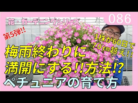 ペチュニアの育て方 第5弾 えっ 綺麗なのに 摘心 ピンチしちゃうの 梅雨後に満開に挑戦 Rainy Days ペチュニアの育て方 第5弾 えっ 綺麗なのに 摘心 ピンチしちゃうの 梅雨後に満開に挑戦 Rainy Days