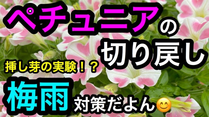 梅雨対策 ペチュニアの切り戻し 日向で挿し芽にも挑戦 Rainy Days