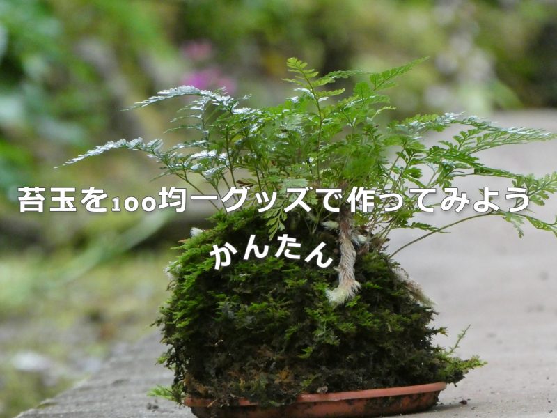 苔玉を100均一グッズで作ってみよう Rainy Days