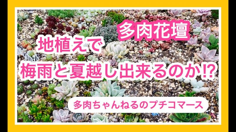 多肉花壇のご紹介と地植え花壇で梅雨と夏を乗り切れるのか Rainy Days