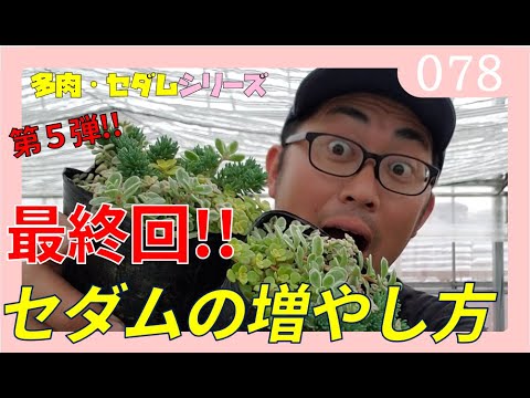 セダムの育て方 増やし方 第5弾 最終回 多肉植物 セダム Rainy Days セダムの育て方 増やし方 第5弾 最終回 多肉植物 セダム Rainy Days
