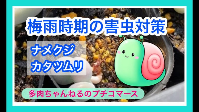 梅雨の害虫対策 多肉を食べるカタツムリ ナメクジの対処方法 閲覧注意 Rainy Days