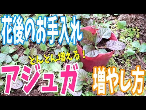 アジュガ 花後のお手入れ 増やし方 簡単でどんどん増える Rainy Days アジュガ 花後のお手入れ 増やし方 簡単でどんどん増える Rainy Days