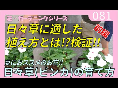 ニチニチソウ ビンカ の 育て方 植え付け方 花 ガーデニング 日々草の植え付け実験もします Rainy Days