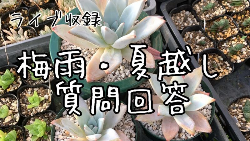 多肉植物 梅雨 夏越し質問回答 Rainy Days 多肉植物 梅雨 夏越し質問回答 Rainy Days