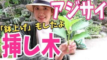 アジサイ Rainy Days アジサイ Rainy Days