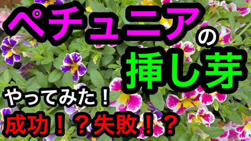 芽 ペチュニア 挿し ペチュニア（カリブラコア）の挿し木がどうしても成功しません。ペチュニアは挿し木