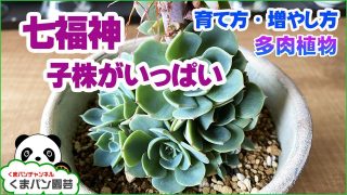 多肉植物 七福神の子株がいっぱい 育て方増やし方 Rainy Days 多肉植物 七福神の子株がいっぱい 育て方増やし方 Rainy Days