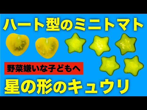 野菜嫌いな子どもへ ハート型ミニトマトと星型きゅうりの作り方 Rainy Days 野菜嫌いな子どもへ ハート型ミニトマトと星型きゅうりの作り方 Rainy Days