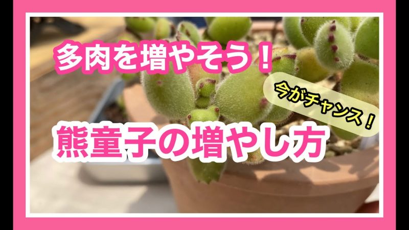 多肉を増やそう 今が挿し時 熊童子の増やし方 Rainy Days 多肉を増やそう 今が挿し時 熊童子の増やし方 Rainy Days