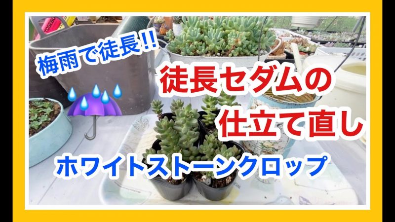 多肉の仕立て直し 梅雨で徒長したセダム ホワイトストーンクロップを仕立て直します Rainy Days