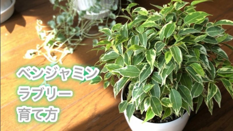 仕事運アップ ベンジャミン ラブリー 長く楽しむための植えつけと管理 Rainy Days