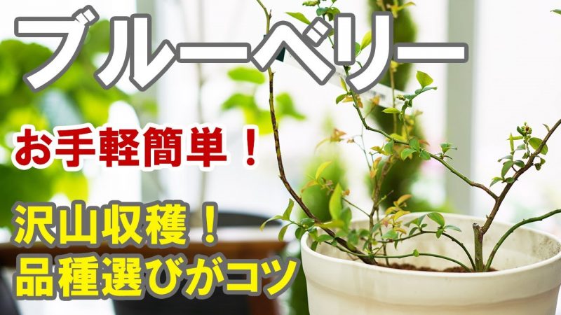 2本植えで大量収穫 ブルーベリーの育て方 Rainy Days 2本植えで大量収穫 ブルーベリーの育て方 Rainy Days