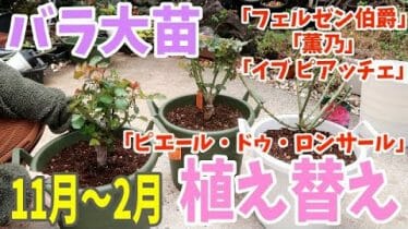 植え替え Rainy Days 植え替え Rainy Days