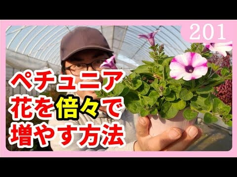 ペチュニアの育て方 花を倍々で増やす方法 ピンチ 摘心について Rainy Days