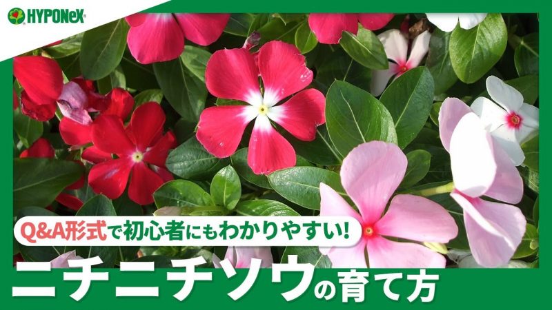 ニチニチソウの育て方 立ち枯れ病の対策は Rainy Days