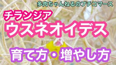 多肉植物 Rainy Days